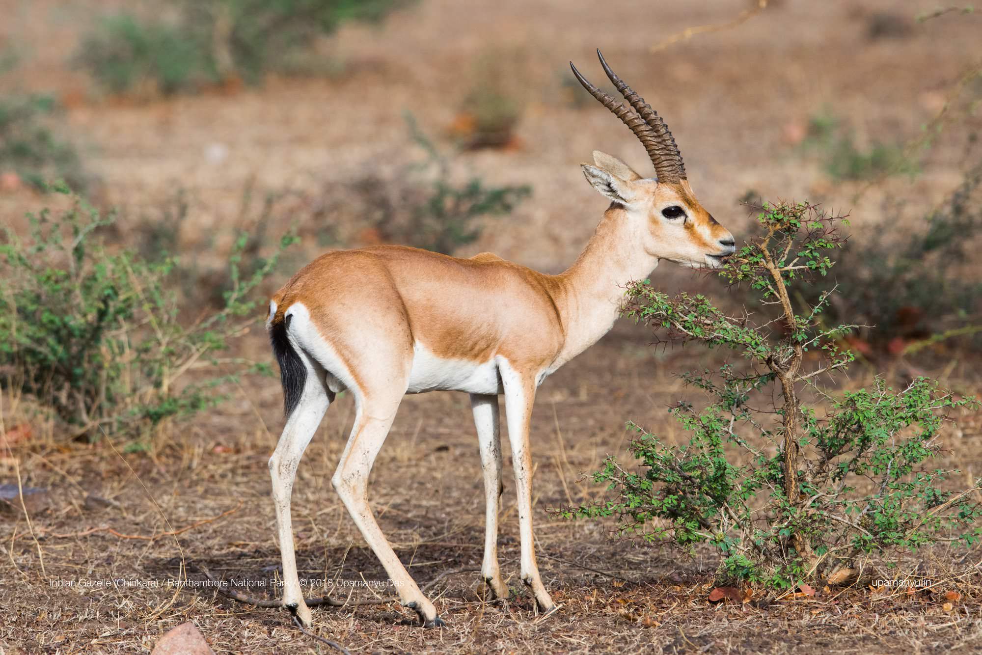 Indian Gazelle (Ranthambore)
